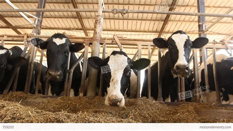 Milking Cows In The Farm Cow Milk Dairy Barn Cowshed Stock Video