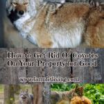 There are special ways that you must remove them off of a property or a lake, which is best left up to the experts. How to Get Rid of Coyotes On Your Property for Good | Farm ...
