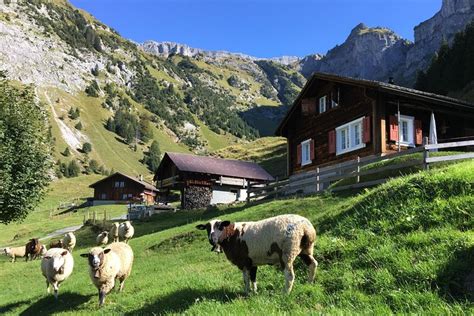 2023 Swiss Mountain Farming Visit The Remote Homes Caress Cattle