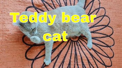 Teddy Bear Cat Youtube