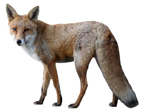 Fox Png Image Purepng Free Transparent Cc0 Png Image Library