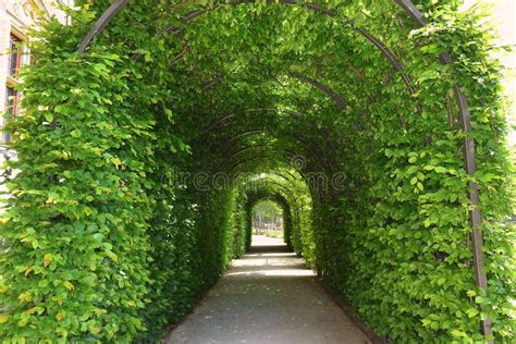 Green Tunnel Of Trees At The Garden Of The Rijksmuseum Amsterdam Stock