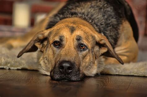 75605 Sad Dog Stock Photos Free And Royalty Free Stock Photos From