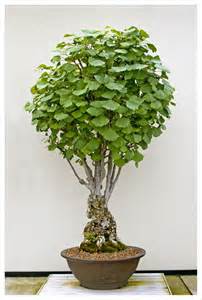 Details about Ginkgo biloba outdoor indoor bonsai tree 1 seed japanese 