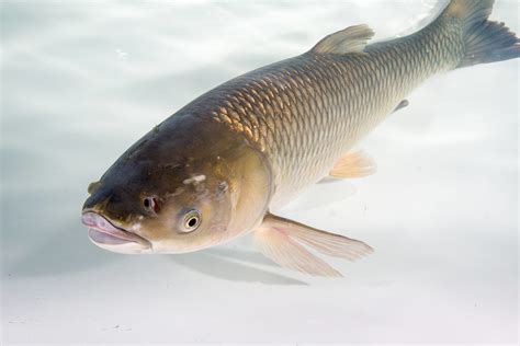 invasive species spotlight asian carp — subarctic angling