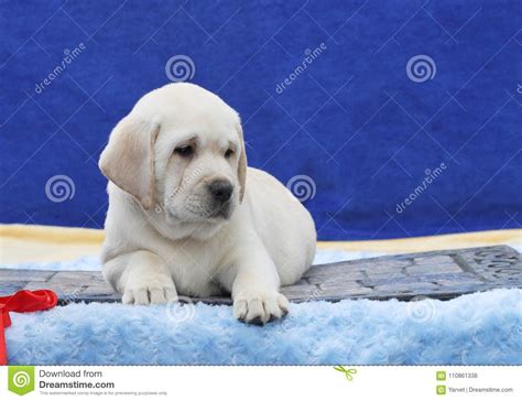 The Little Cute Labrador Puppy On A Blue Background Stock Photo Image