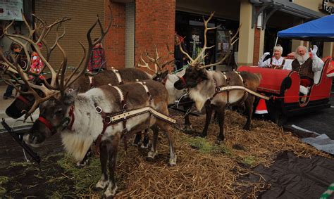 Meet Live Reindeer In Buckhead Buckhead Ga Patch