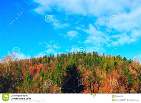Mountains Covered With Forest Stock Photo Image Of Travel Plant