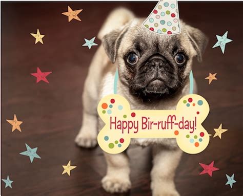 puppy birthday wishes  pets ecards greeting cards