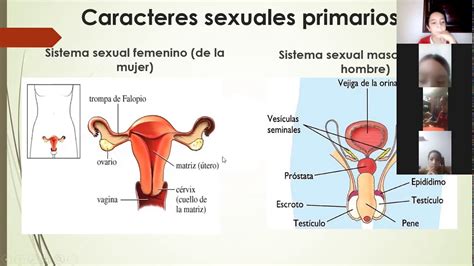 Caracteres Sexuales Youtube