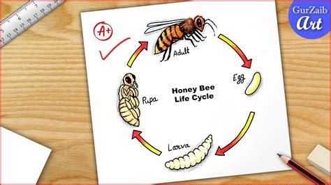 Life Cycle Of Honey Bee Drawing Easy Diagram Step By Step Youtube