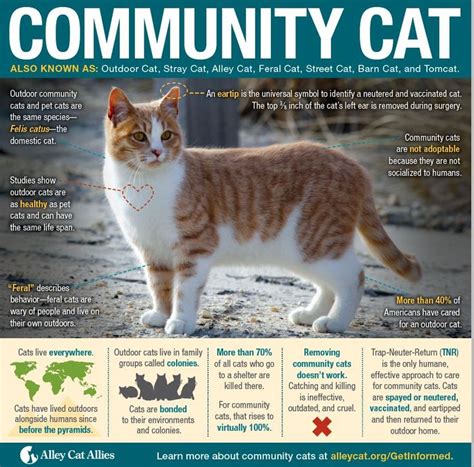 Friday October 16th Is National Feral Cat Day Do You Know The