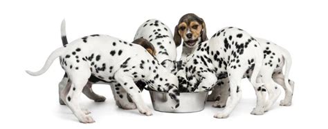 Group Of Dalmatian And Beagle Puppies Eating All Together Stock Photo