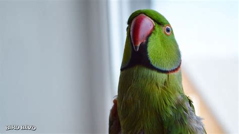 Animal Parrot Birds Parrots Bird Parakeet Indian Ringneck Hd Wallpaper