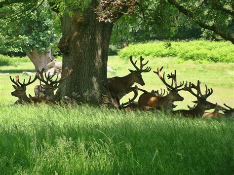 Photographs — Richmond Park — Deer — 8 June 2018 — 2 —