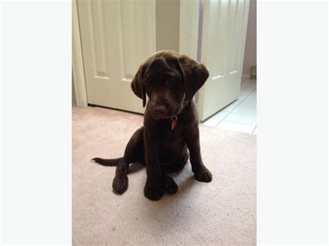 Free 3 Month Old Chocolate Lab Puppy To A Good Home North Saanich