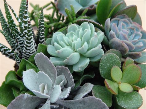 Succulents Wallpapers High Quality Download Free