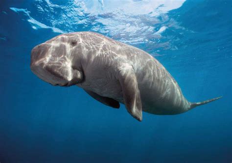 The Multicolored Diary D Is For Dugongs Folktales Of Endangered Species