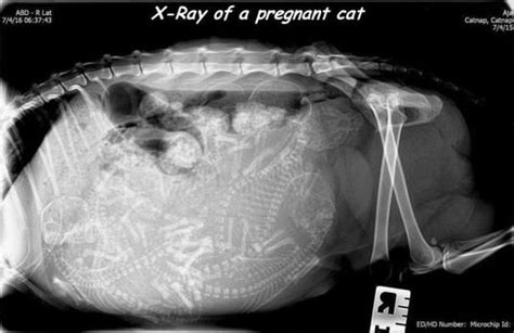 Katzennachwuchs Pregnant Cat X Ray Pregnant