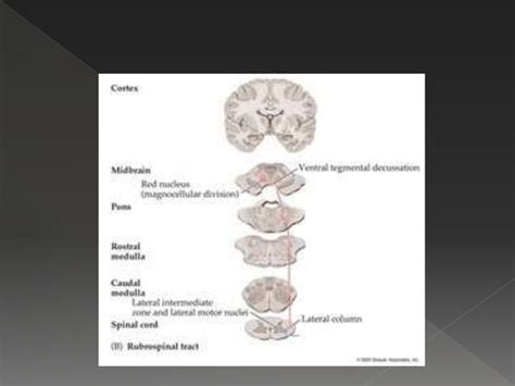 Pyramidal Tract And Extra Pyramidal Tracts