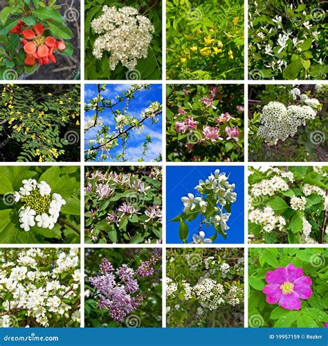 Flowering Trees And Shrubs Royalty Free Stock Images Image 19957159
