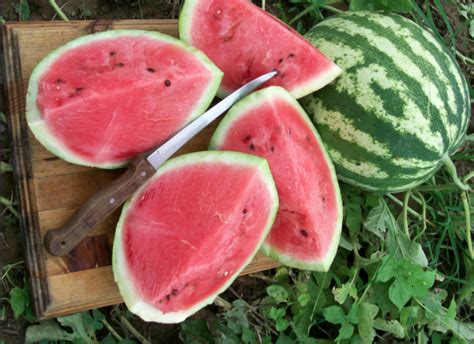 Tips For Growing Great Watermelons Southern Exposure Seed Exchange