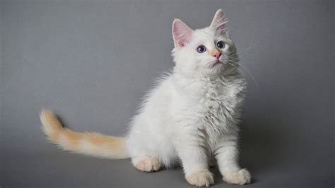 The Flame Point Ragdoll Price Tips To Search For A Certified Breeder