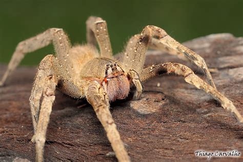 Brazilian Wandering Spider Vs Sydney Funnel Web Spider The World Of