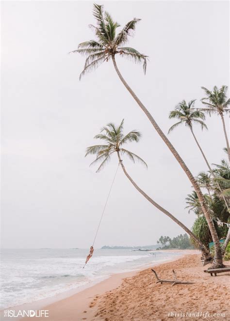 Instagram Palm Tree In Sri Lanka This Island Life