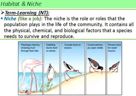 Pin On Introduction Of Ecology