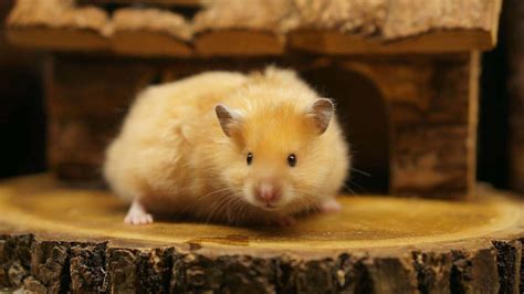 Another Hamster Wallpaperi Have Posted Few Pictures In
