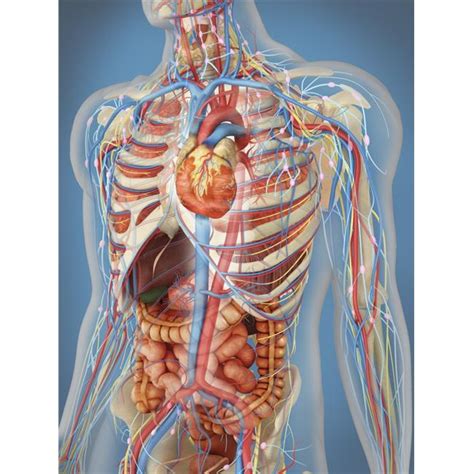 The transpyloric plane is at the level of: StockTrek Images Transparent Human Body Showing Heart & Main Circulatory System Position with ...