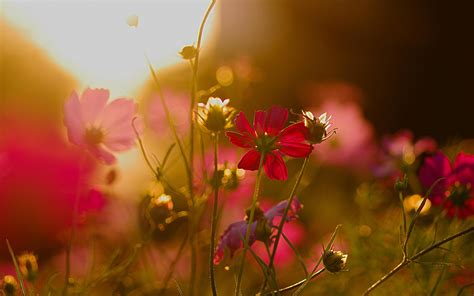 Hd Cosmos Flowers Sunlight Wallpaper Download Free 145794