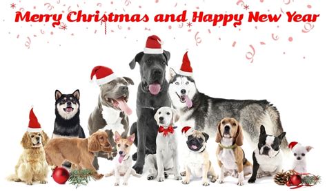 Dog Themed Christmas Cards Christmas Carol