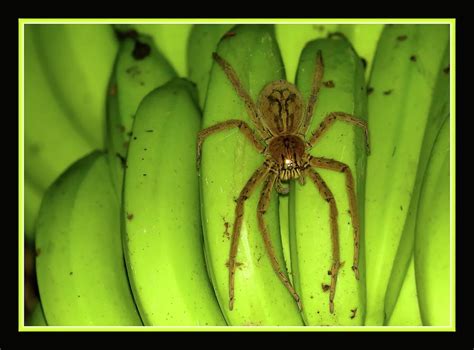 Banana Spider Photograph By Byetphotography Pixels
