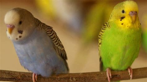 Colorful Budgies Are Tweeting Parakeet Sounds Parakeet Singing