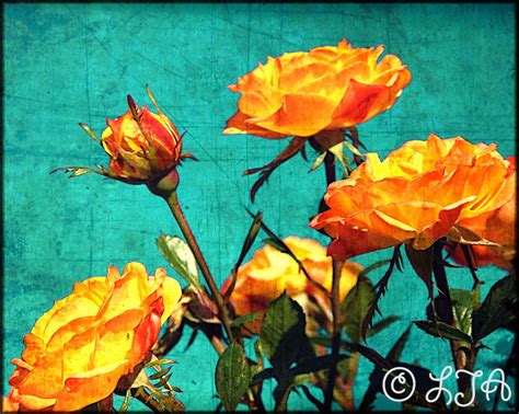 Spring Vibrant Orange Roses In Bloom With Dreamy Turquoise Teal Sky
