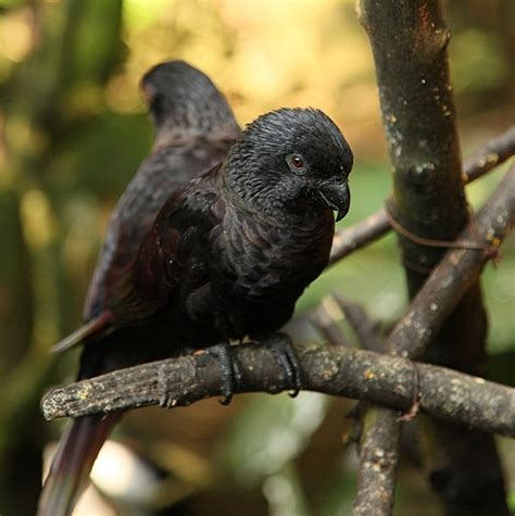 Parrot Encyclopedia Black Lory World Parrot Trust