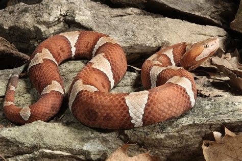 Top 10 Venomous North American Snakes Petsoid