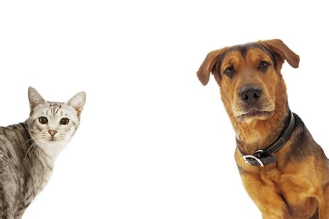 Diagram Diagram Of Cats And Dogs Mydiagramonline