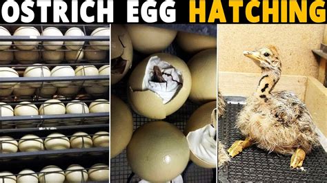 Ostrich Egg Hatching Youtube