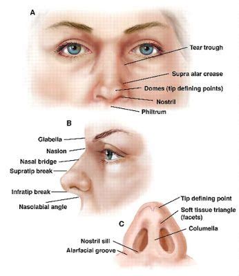 Human Anatomy Nose Diagram Nose Diagram Nose Anatomy