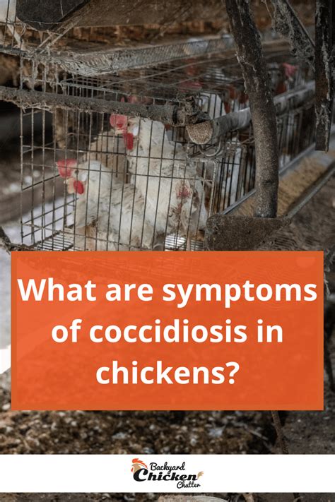 What Are Symptoms Of Coccidiosis In Chickens