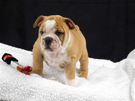 We strive to produce puppies that meet and hopefully exceed the akc standard in appearance & health with. English Bulldog Puppies For Sale | Miami, FL #183206