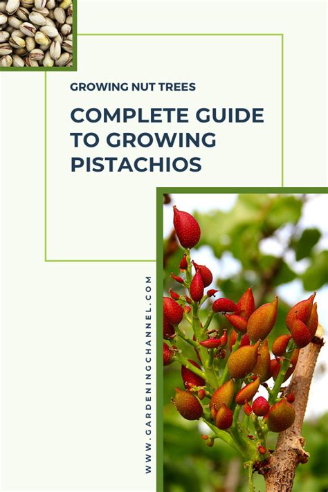 Learn The Correct Growing Conditions For Pistachio Trees See If