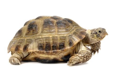 Although box turtles are superficially similar to tortoises in terrestrial habits and overall appearance. Reptile Turtle