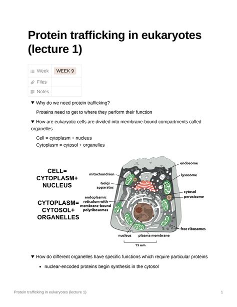 Protein Trafficking In Eukaryotes Lecture 1 Chloroplasts