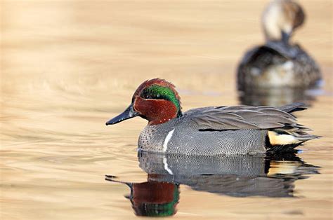 Royalty Free Green Winged Teal Duck Pictures Images And Stock Photos