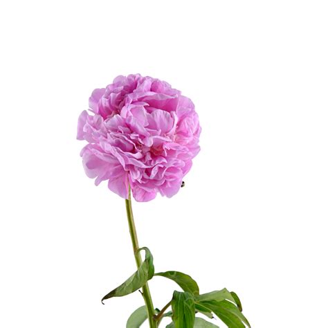 Peony Flower Color Flowers Chinese Herbaceous Peony Petal Colour Png