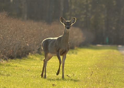 Woods Walks And Wildlife Airborn Deer